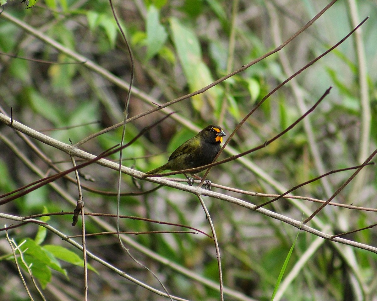 Yellow-faced Grassquit - ML627976449