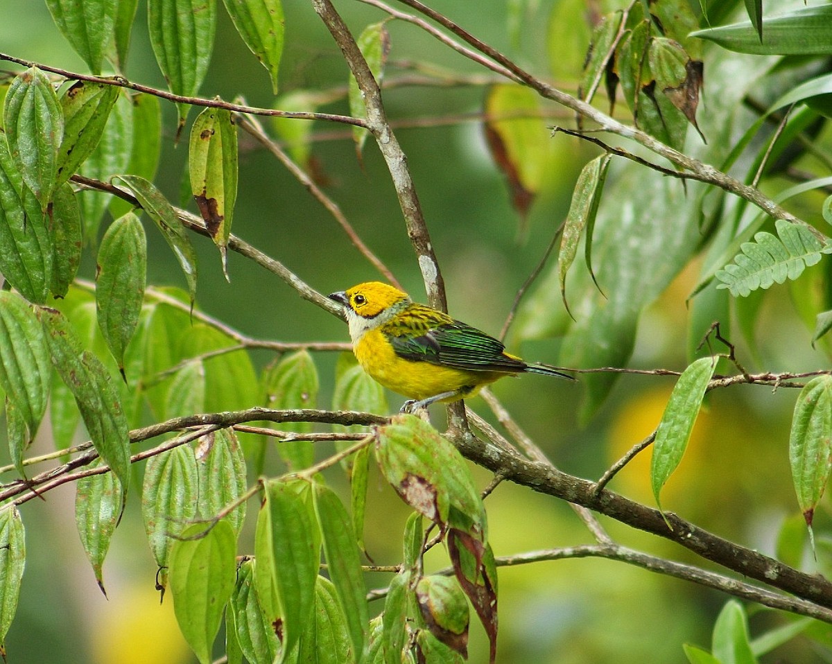 Silver-throated Tanager - ML627976475