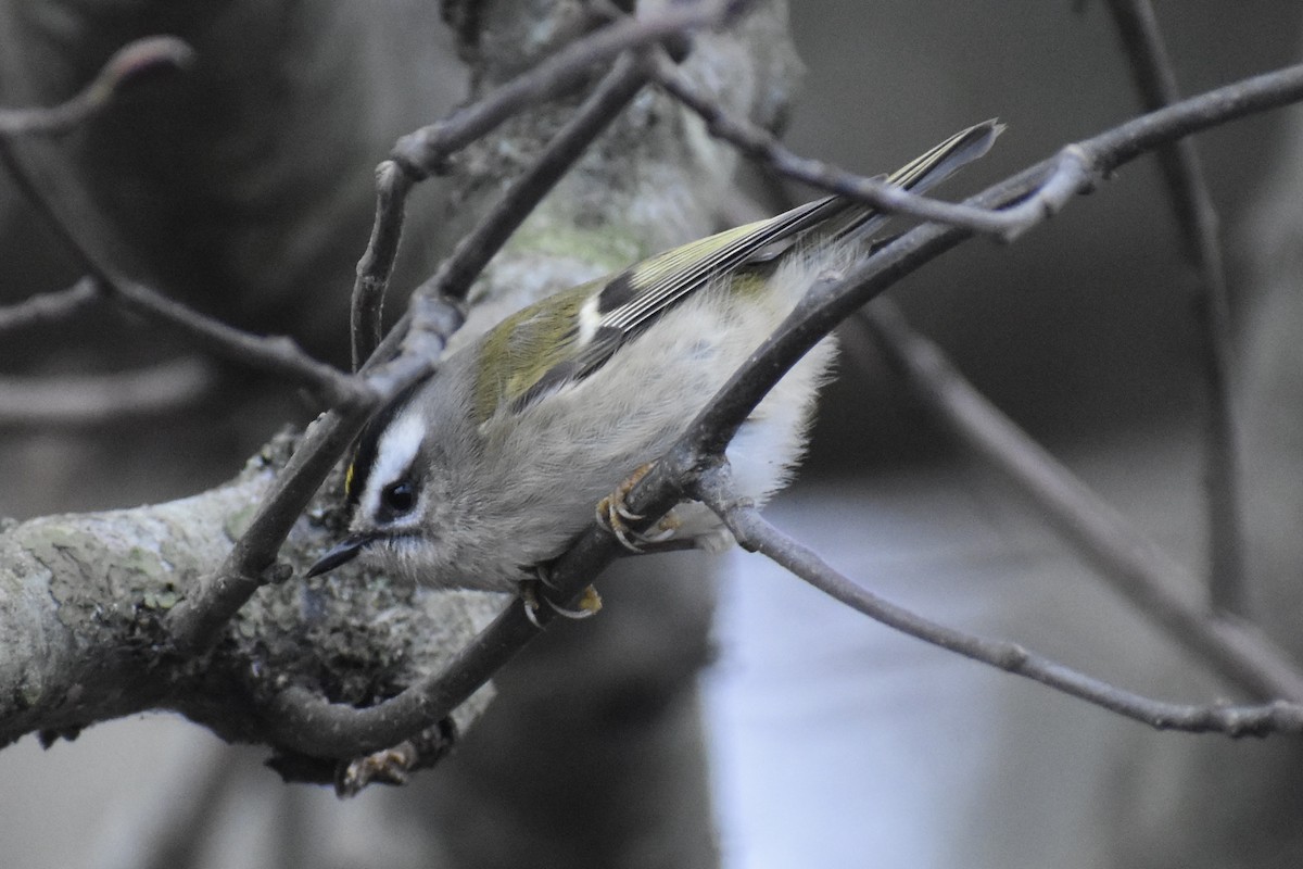 Golden-crowned Kinglet - ML627976761