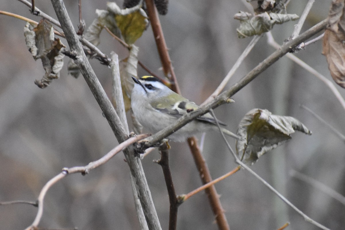 Golden-crowned Kinglet - ML627976762