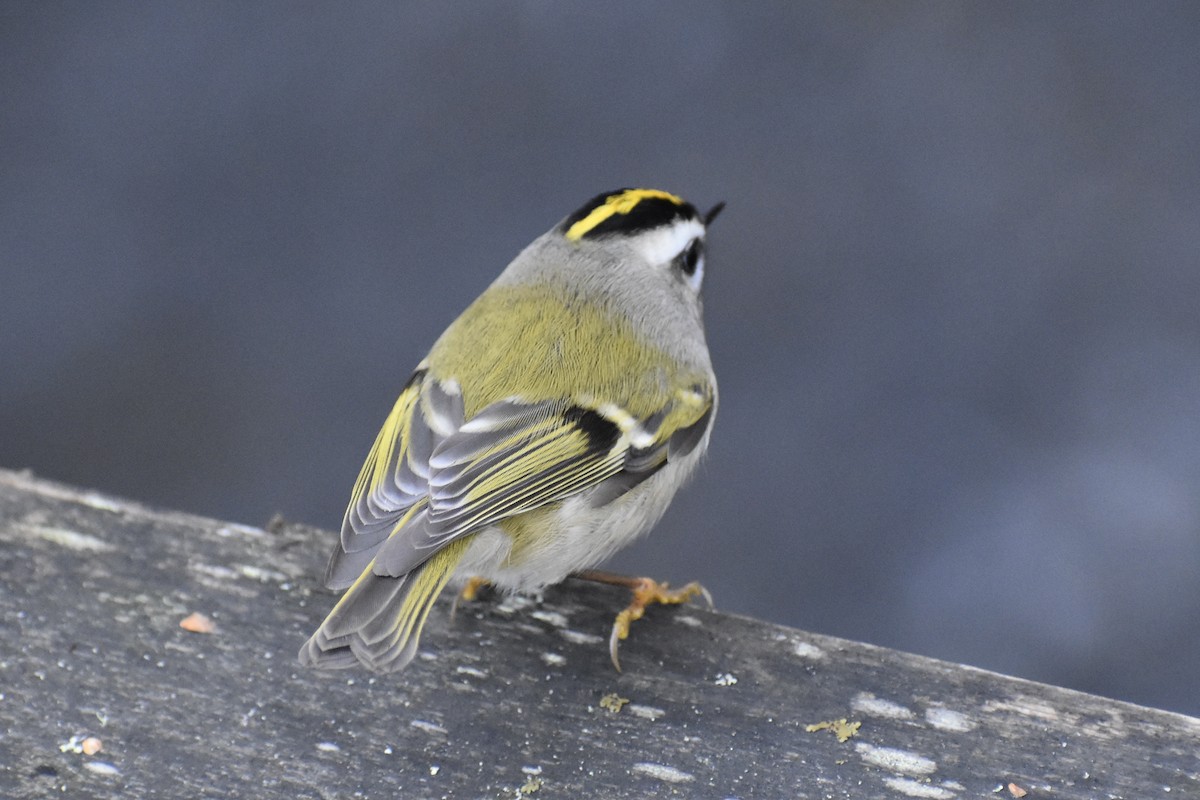 Golden-crowned Kinglet - ML627976763