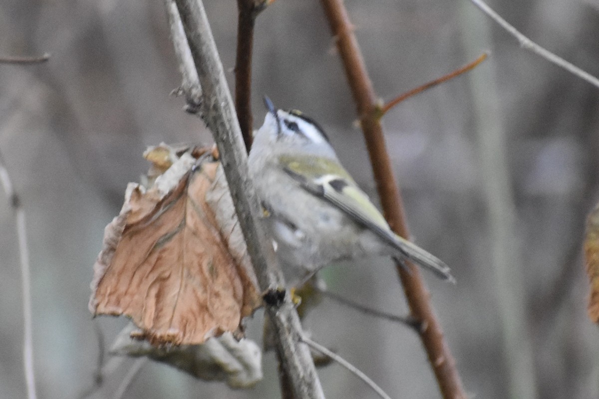 Golden-crowned Kinglet - ML627976764