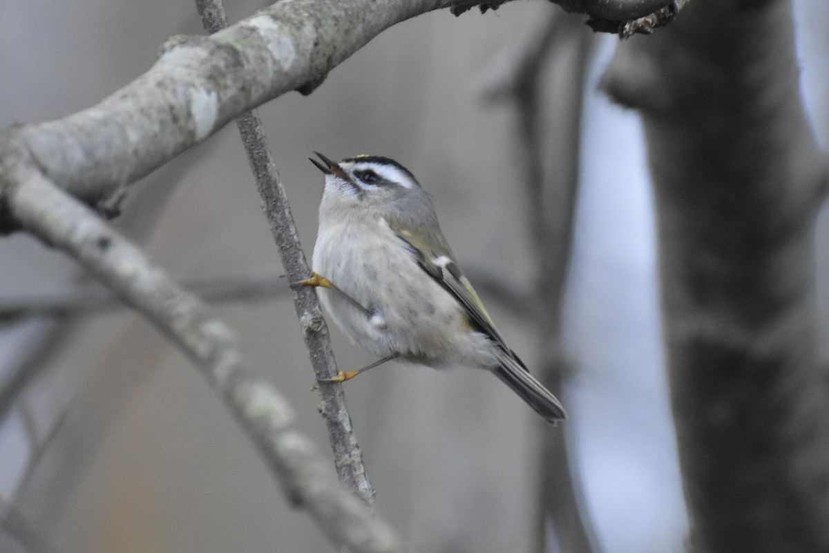 Golden-crowned Kinglet - ML627976765