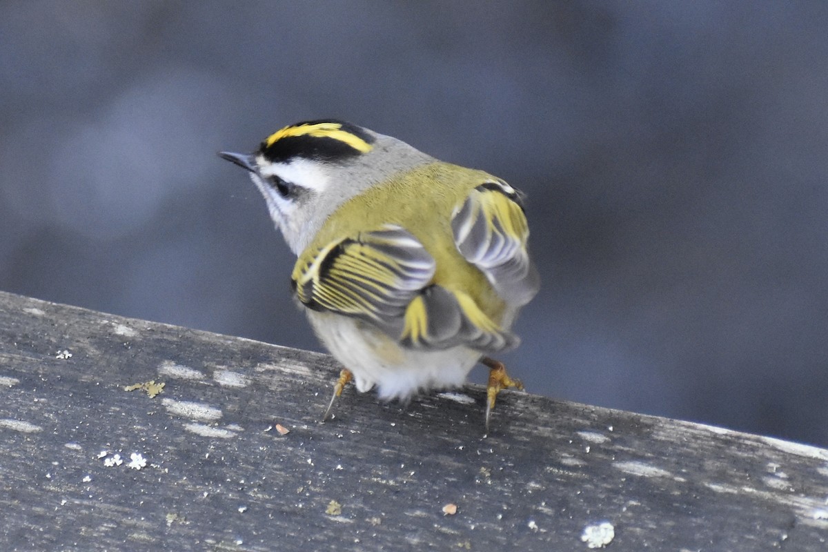 Golden-crowned Kinglet - ML627976766