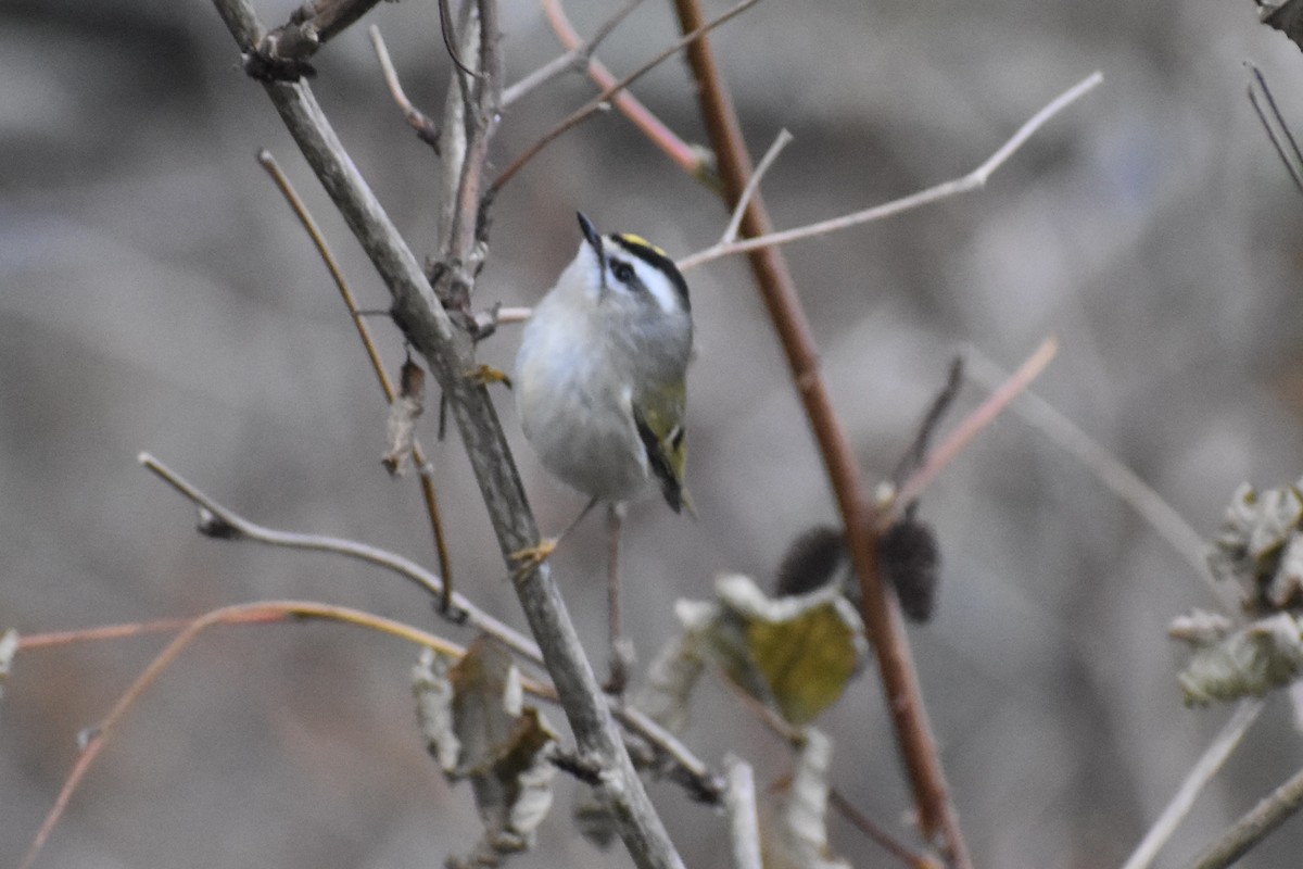 Golden-crowned Kinglet - ML627976767