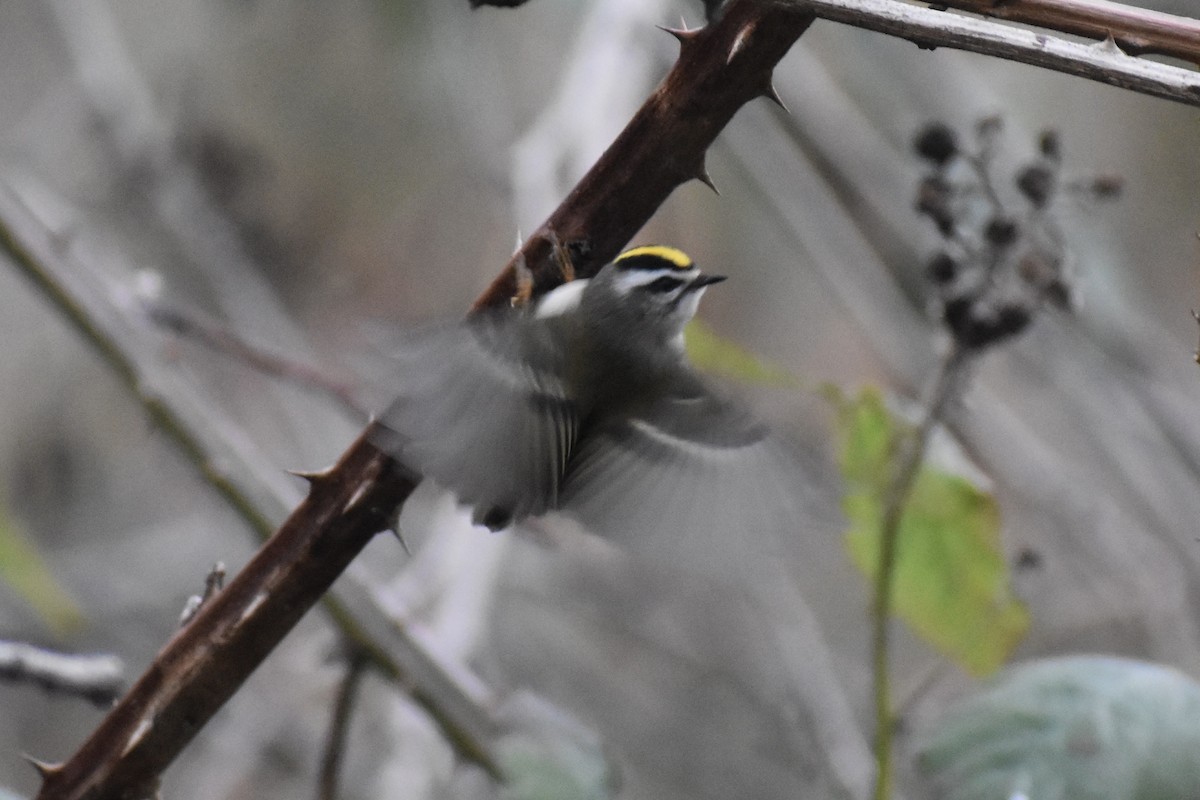 Golden-crowned Kinglet - ML627976768