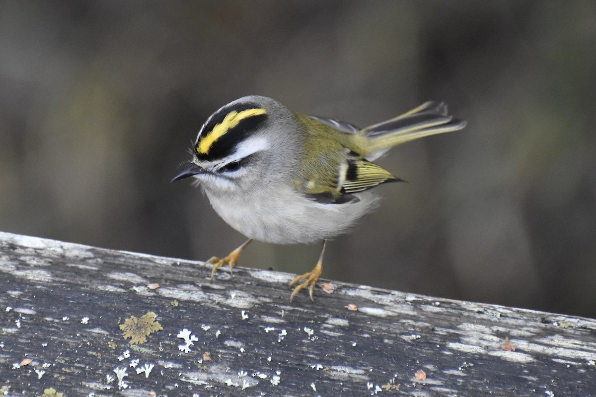 Golden-crowned Kinglet - ML627976769