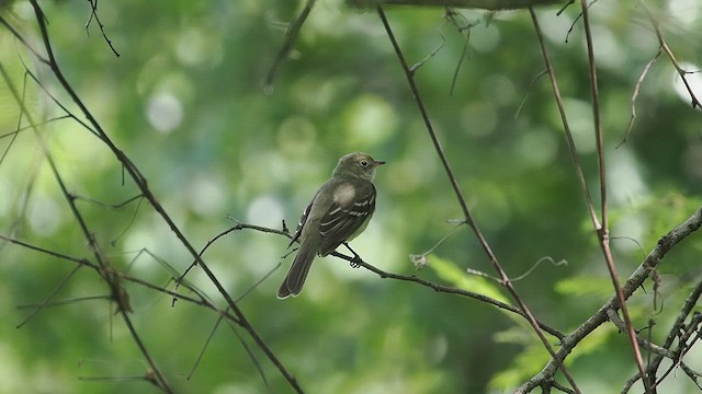 Small-billed Elaenia - ML627976779