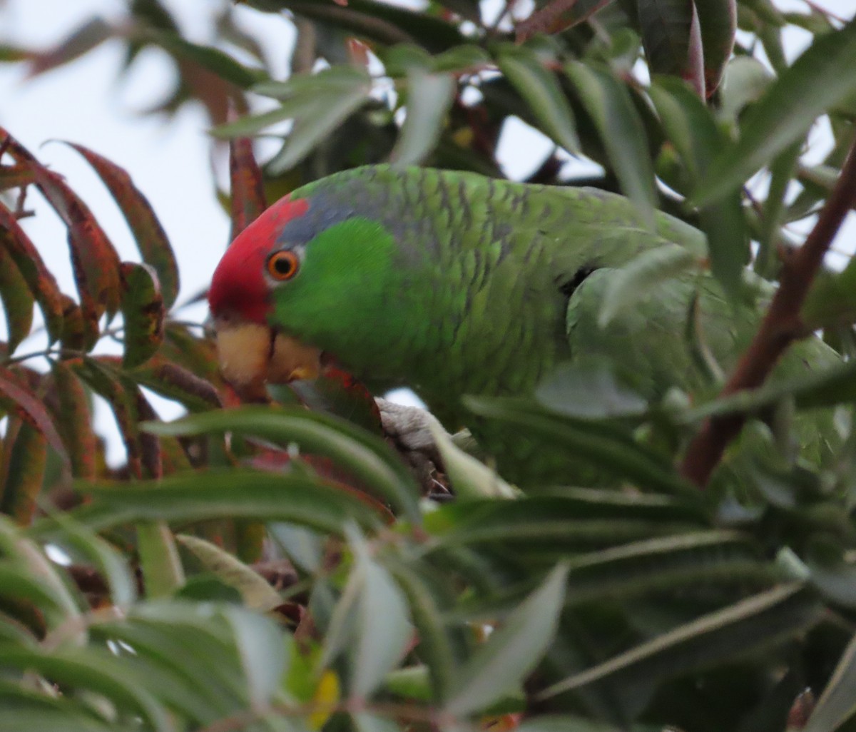 Lilac-crowned Amazon - ML627976790