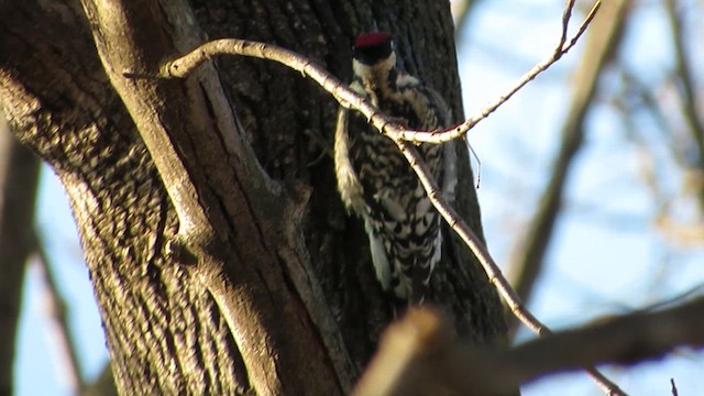 Yellow-bellied Sapsucker - ML627976811