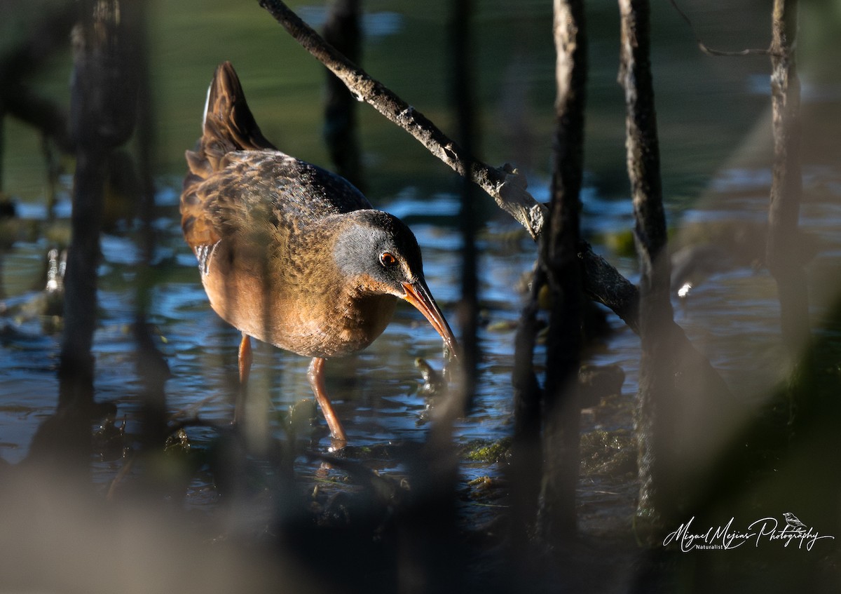 Virginia Rail - ML627976837