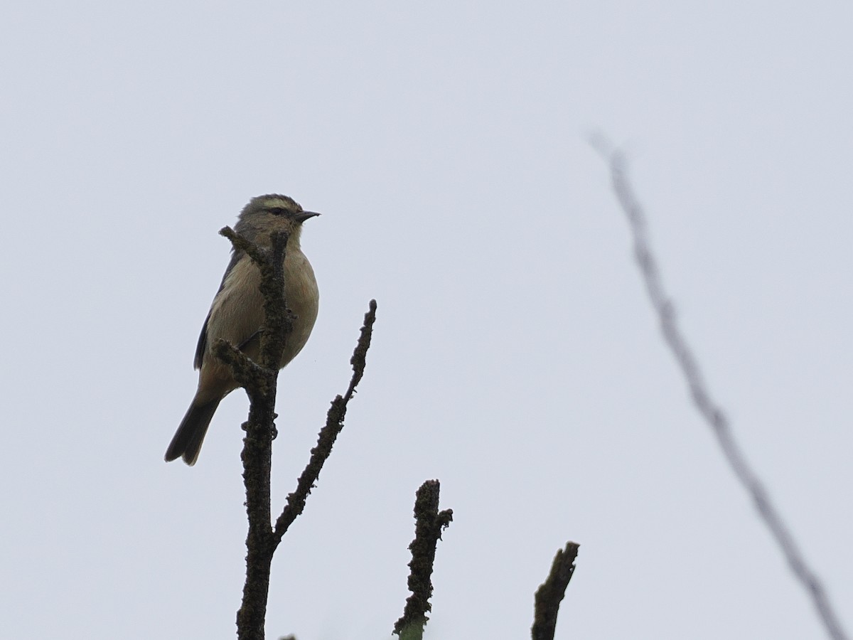 Cinereous Conebill - ML627976857