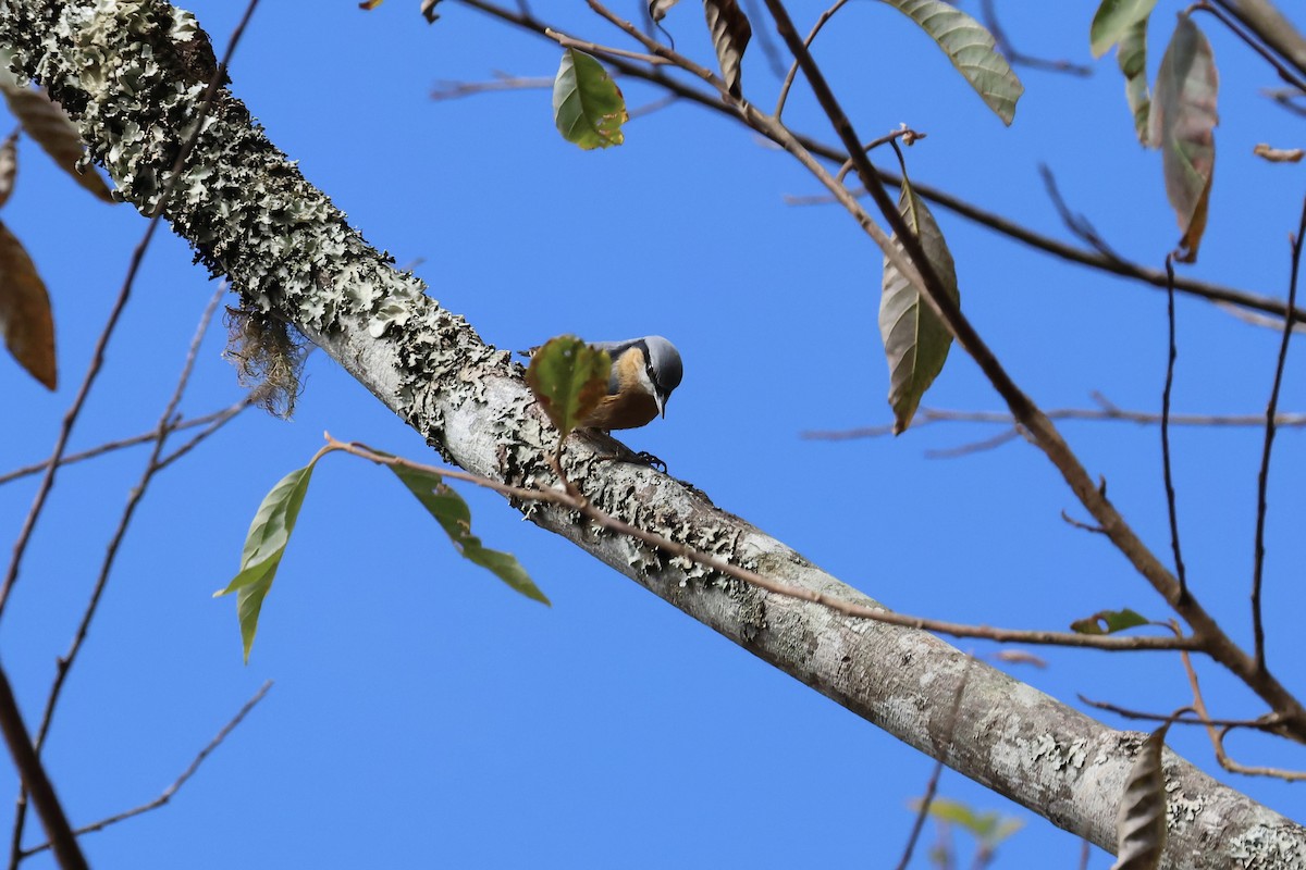 Eurasian Nuthatch (Chinese) - ML627976864