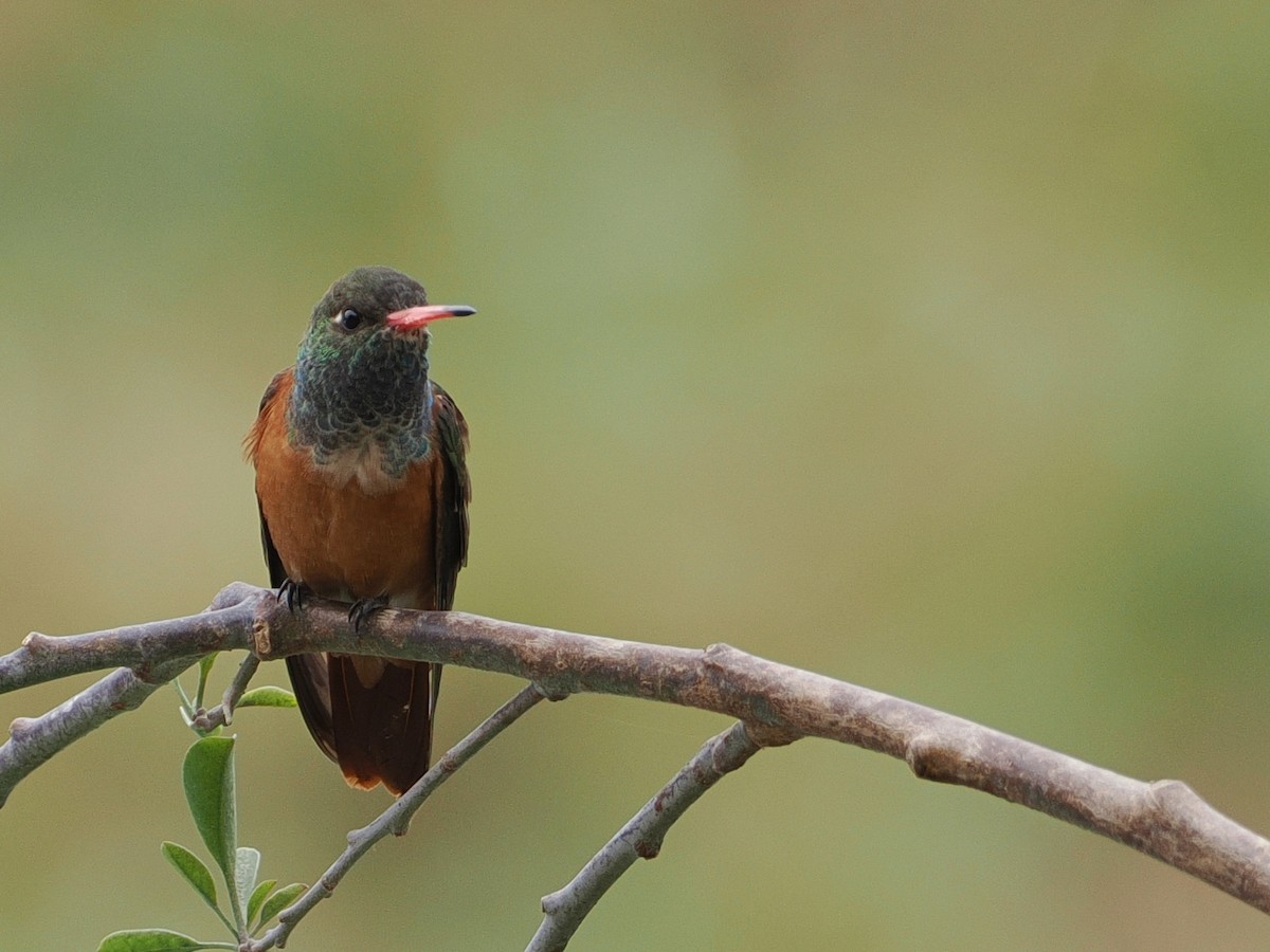 Amazilia Hummingbird - ML627976916