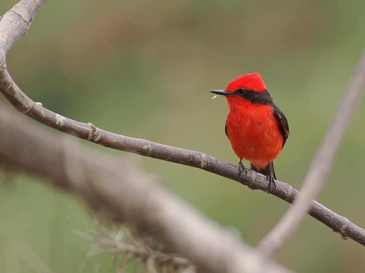 Vermilion Flycatcher - ML627976988