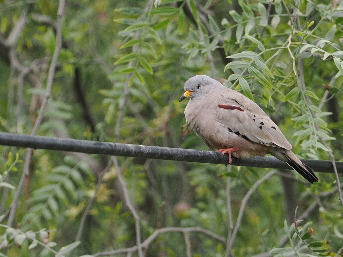 Croaking Ground Dove - ML627977000