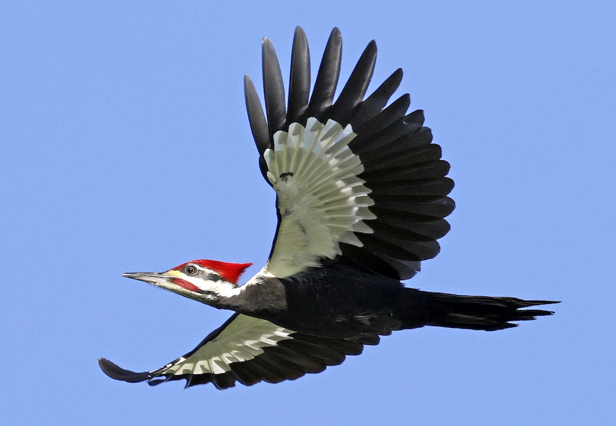 Pileated Woodpecker - ML627977258