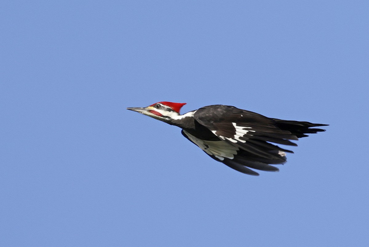 Pileated Woodpecker - ML627977259