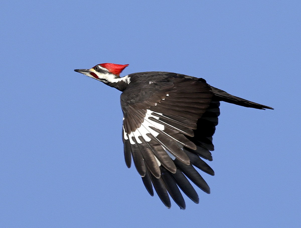 Pileated Woodpecker - ML627977264