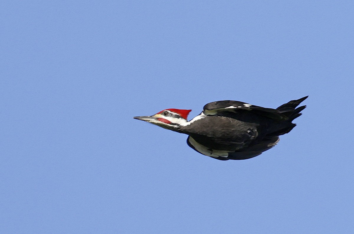 Pileated Woodpecker - ML627977265