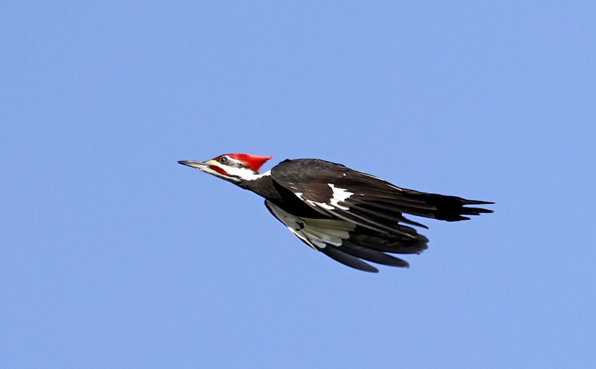 Pileated Woodpecker - ML627977266