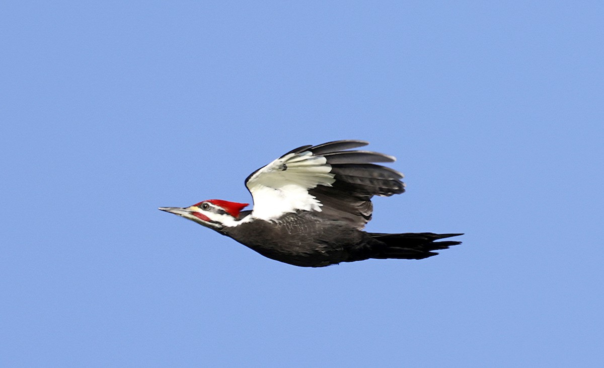 Pileated Woodpecker - ML627977267