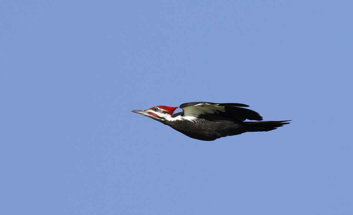 Pileated Woodpecker - ML627977273