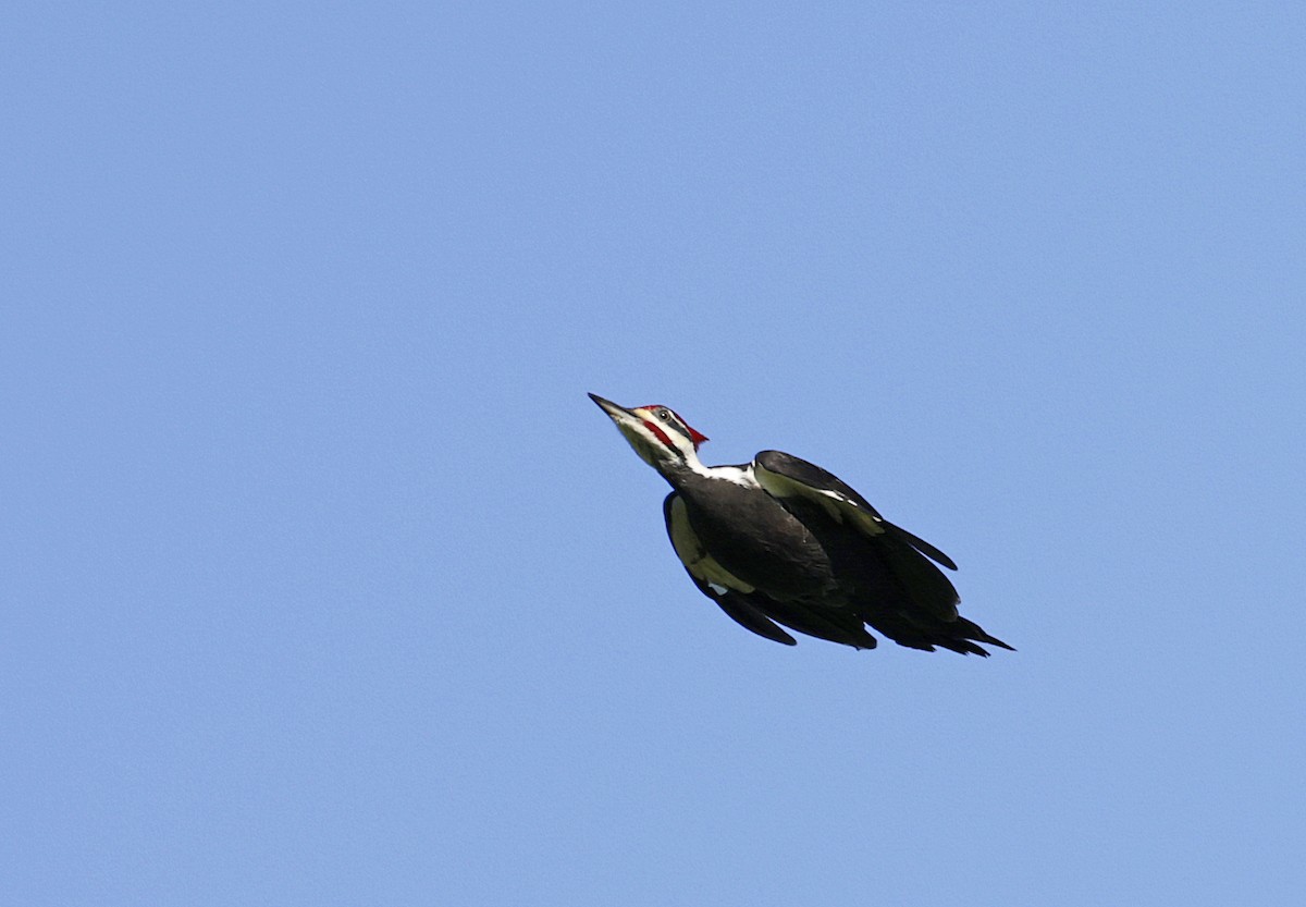 Pileated Woodpecker - ML627977274