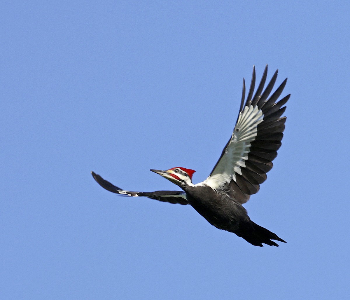 Pileated Woodpecker - ML627977275