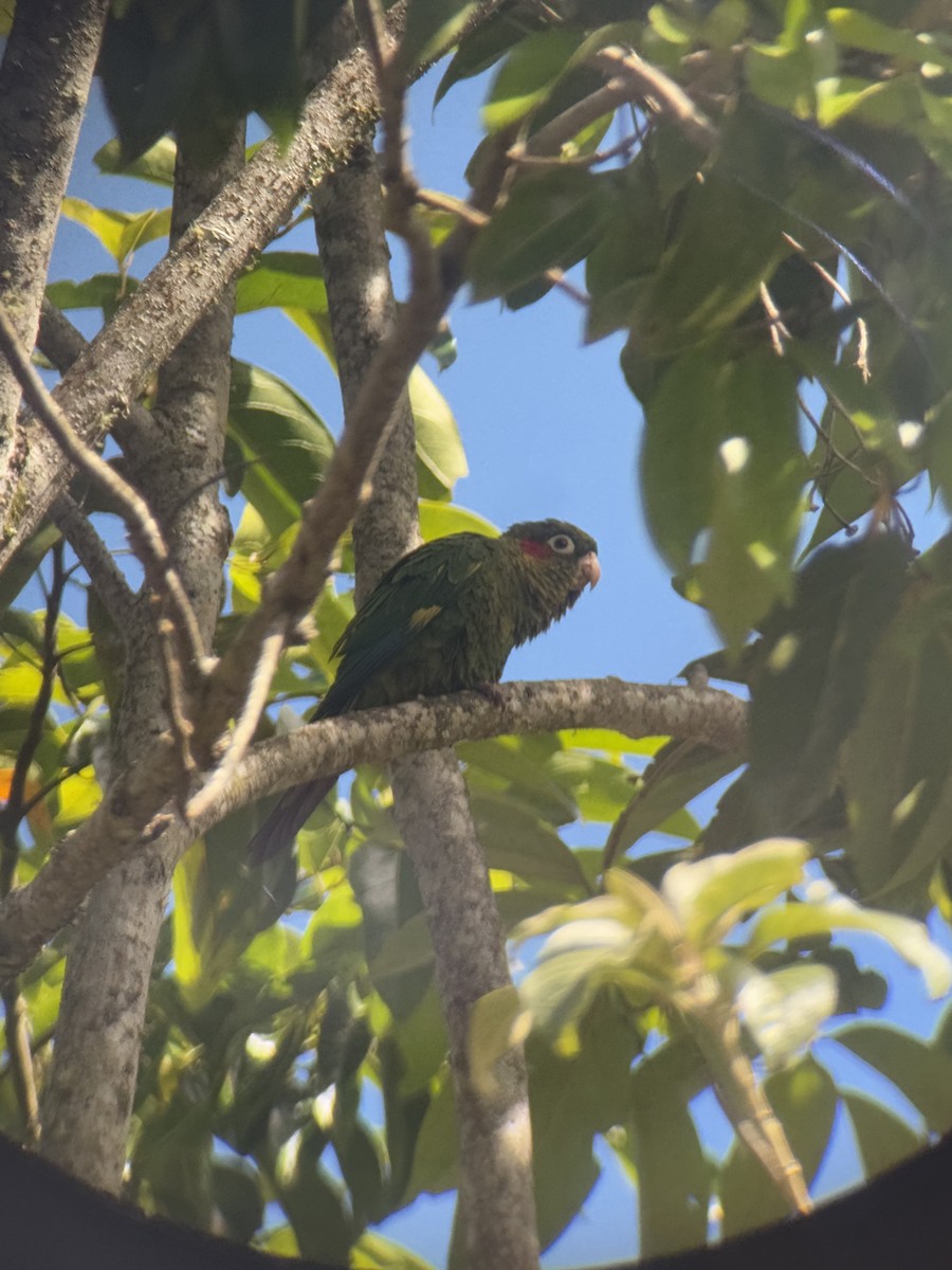 Sulphur-winged Parakeet - ML627977284