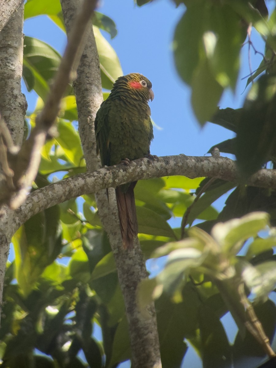 Sulphur-winged Parakeet - ML627977285