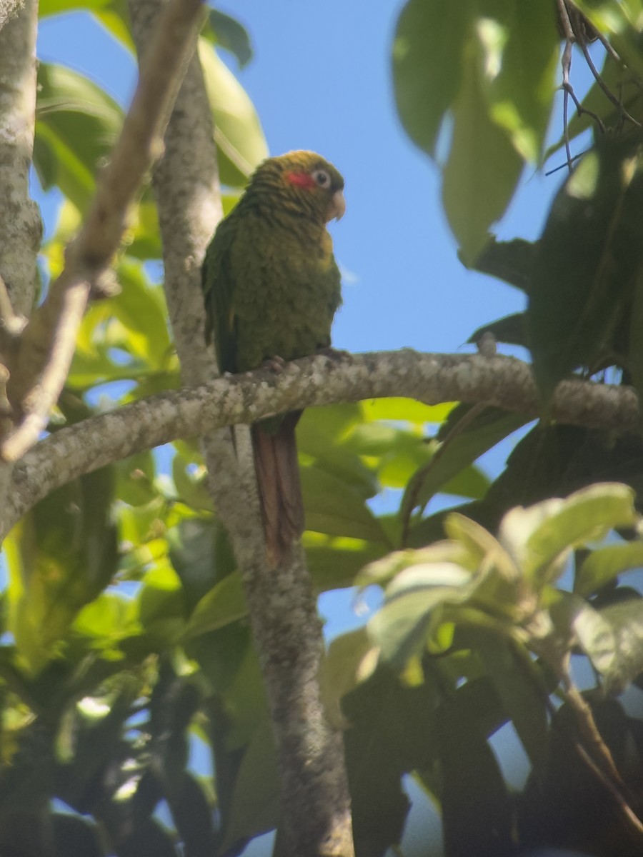 Sulphur-winged Parakeet - ML627977286