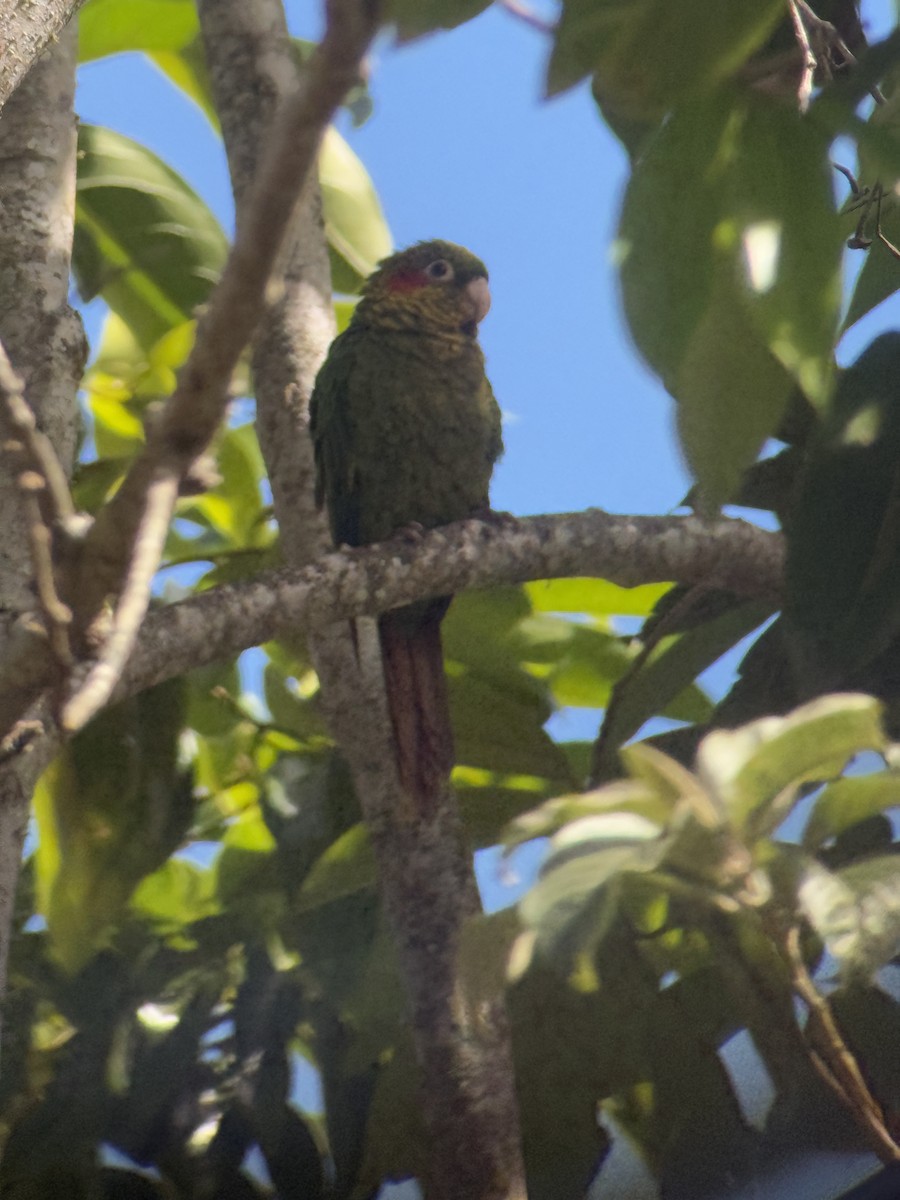 Sulphur-winged Parakeet - ML627977287