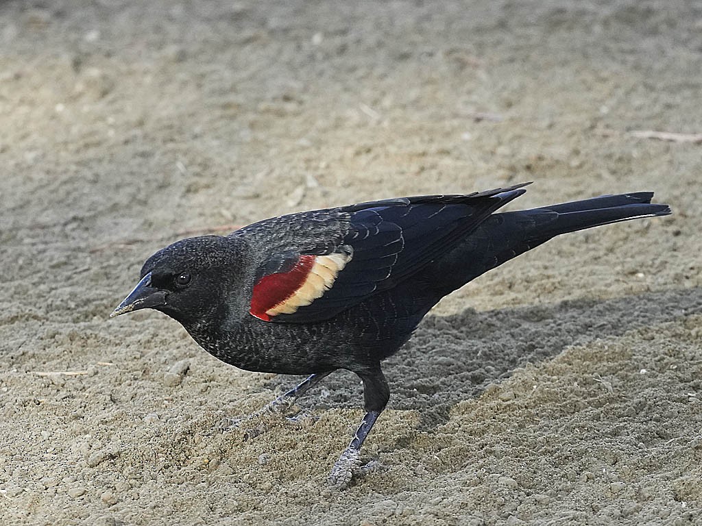 Tricolored Blackbird - ML627977437