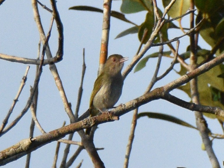 Brown-headed Greenlet - ML627977466