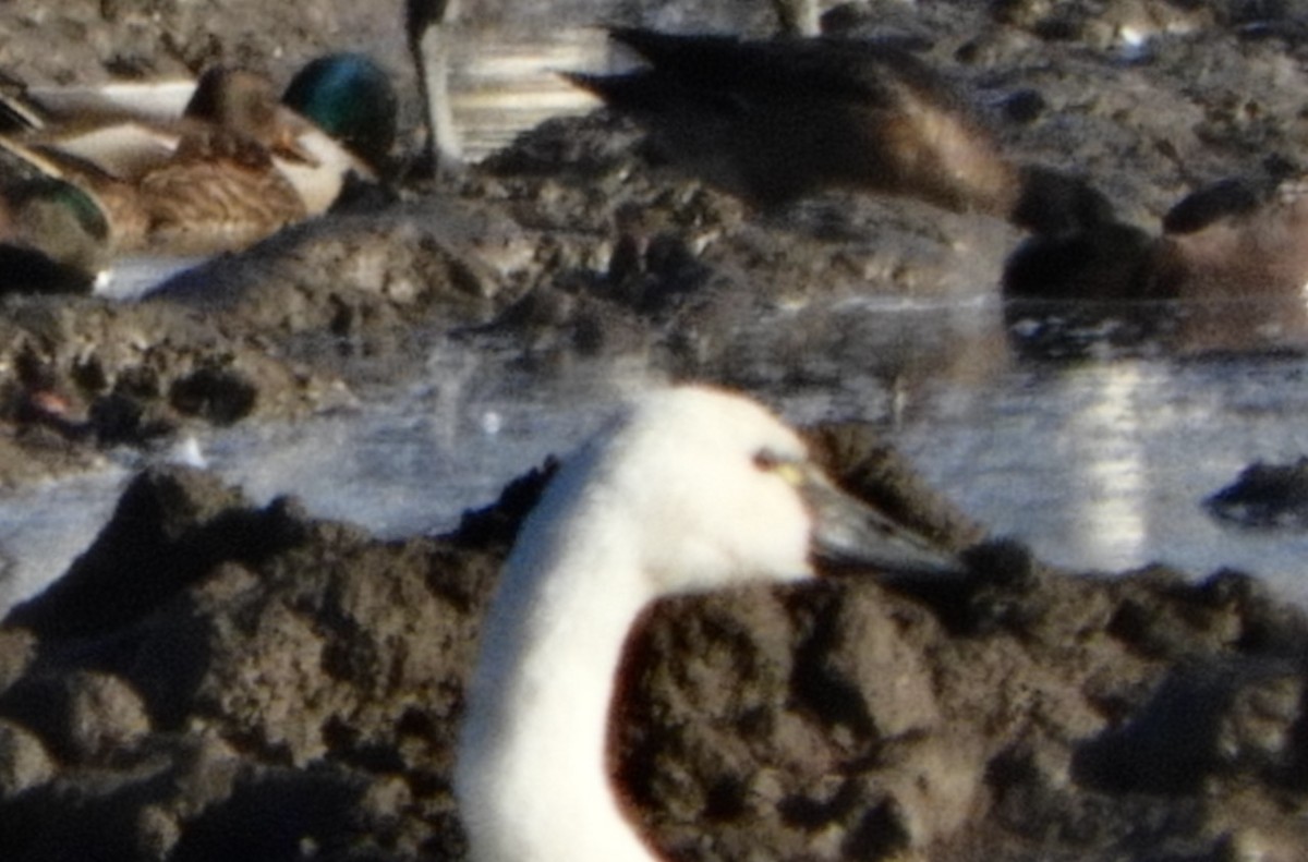 Tundra Swan - ML627977468