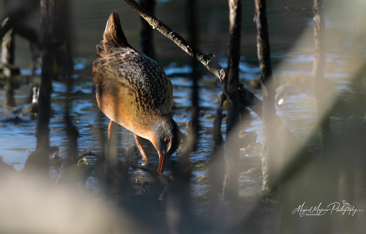 Virginia Rail - ML627977563