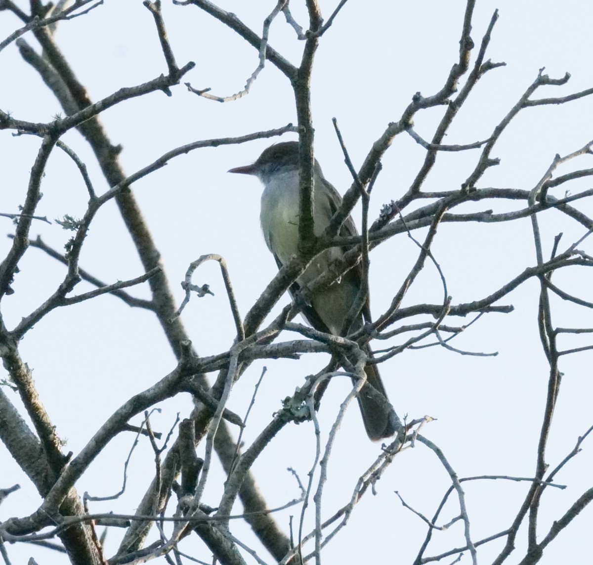 Rufous-browed Peppershrike - ML627977631