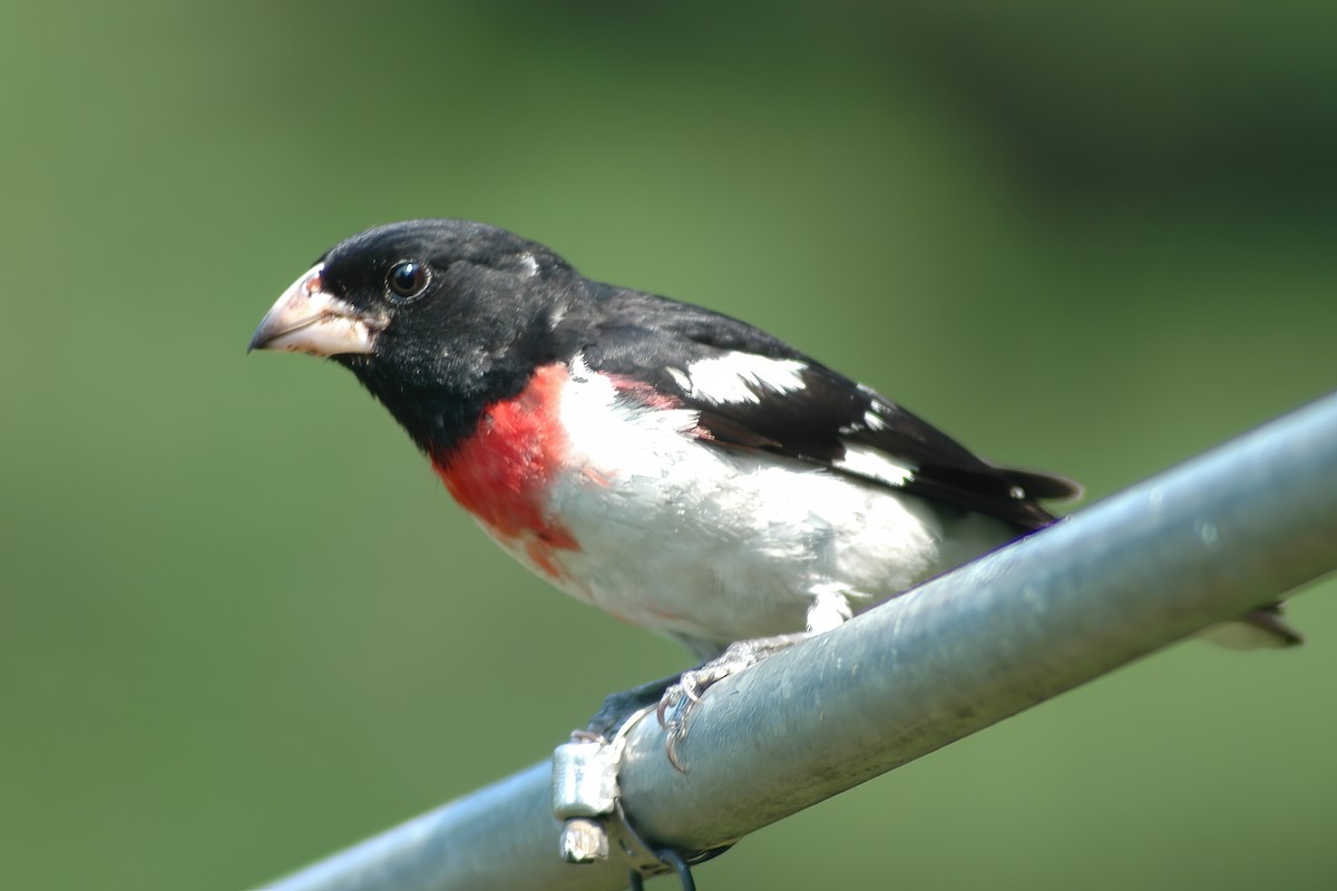 Rose-breasted Grosbeak - ML627977634