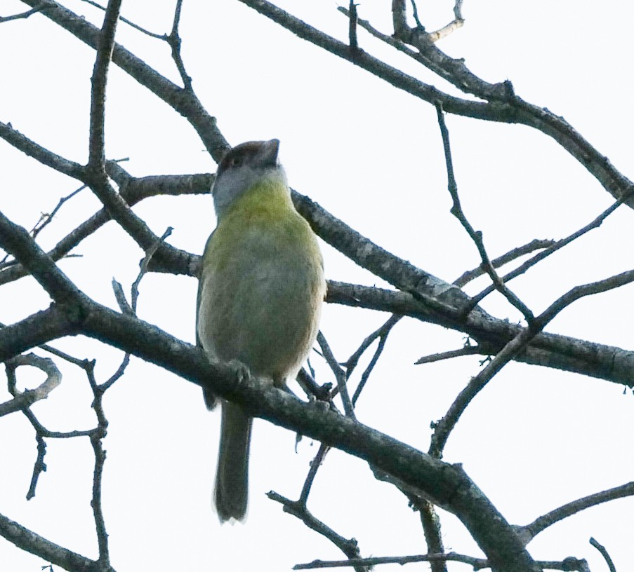 Rufous-browed Peppershrike - ML627977635