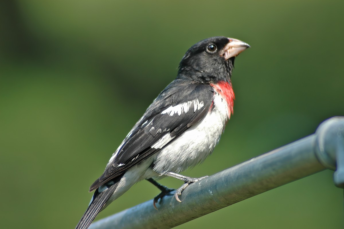 Rose-breasted Grosbeak - ML627977636