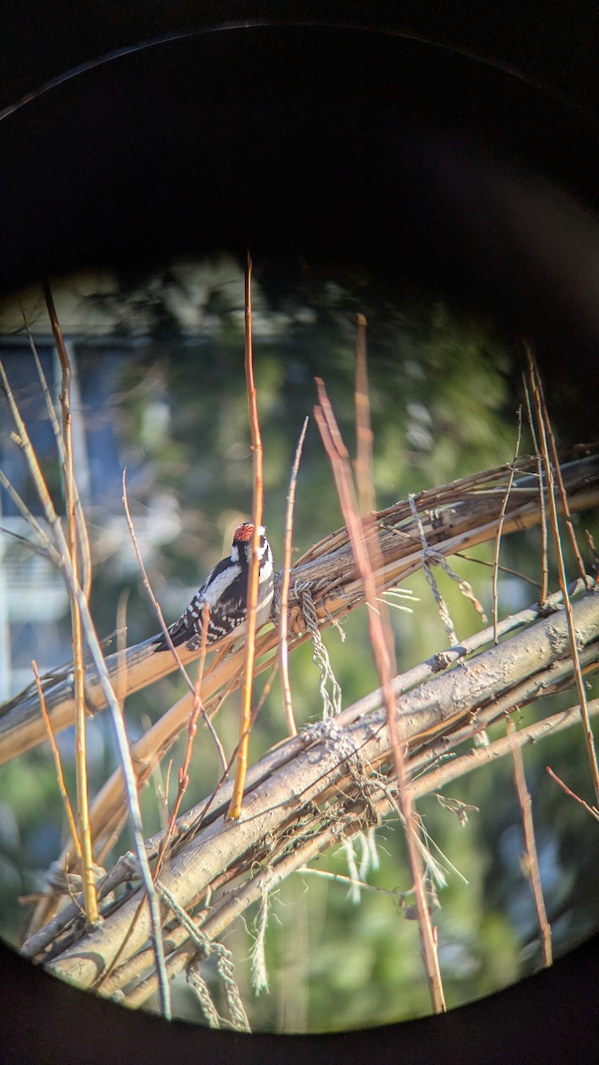 Downy Woodpecker (Eastern) - ML627977771