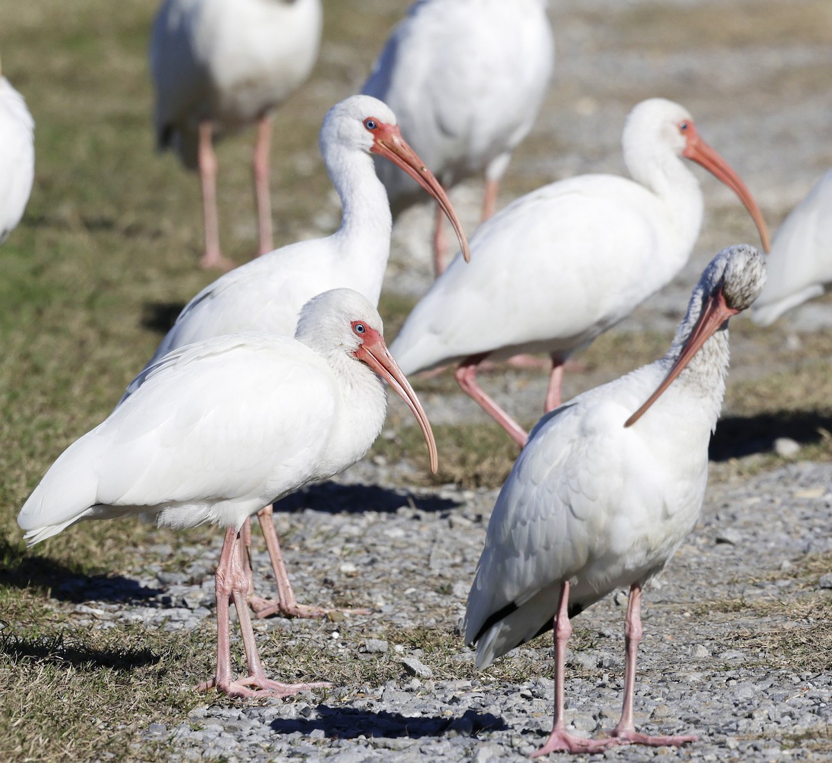 Ibis zuria - ML627977967