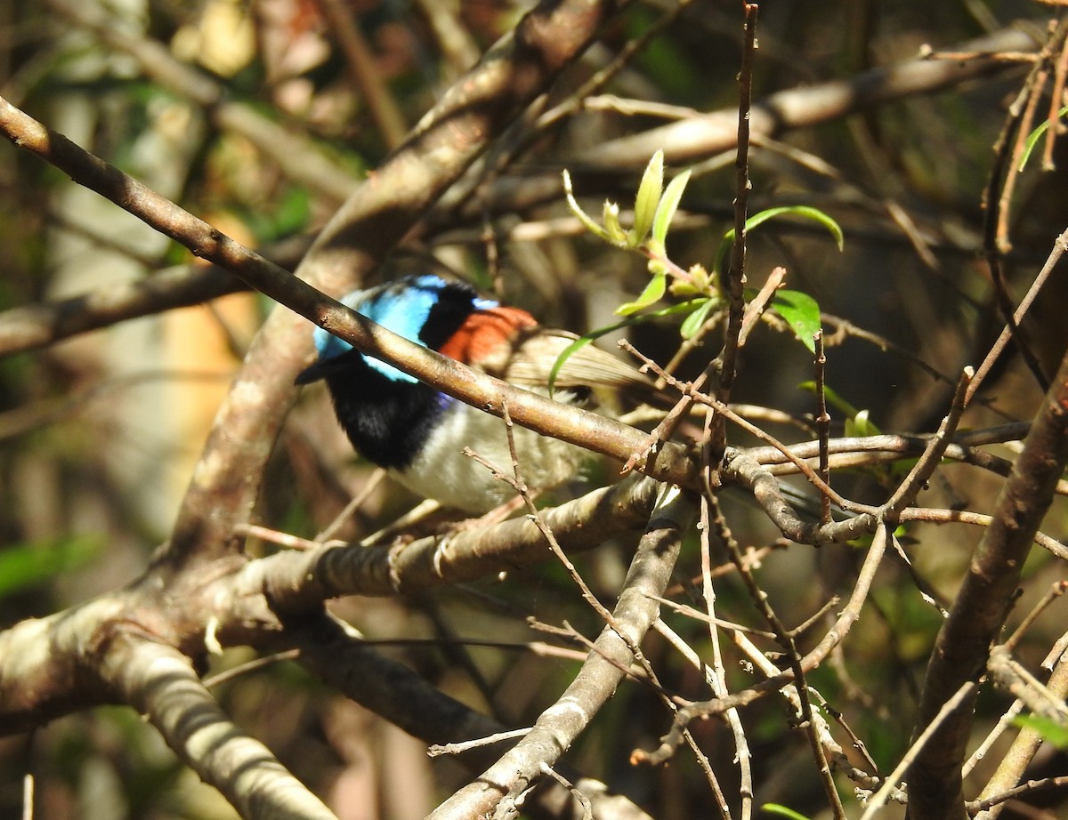 Variegated Fairywren - ML627977969