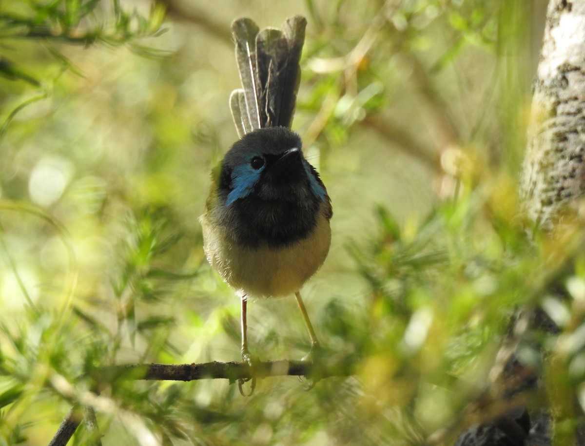 Variegated Fairywren - ML627977970