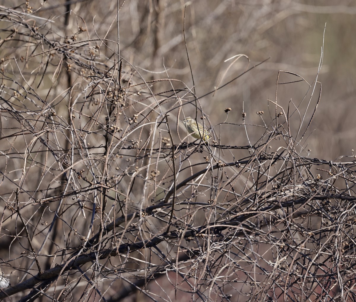 Palm Warbler (Western) - ML627978046