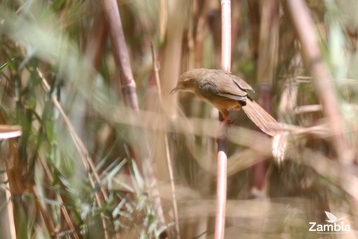 Rock-loving Cisticola - ML627978098