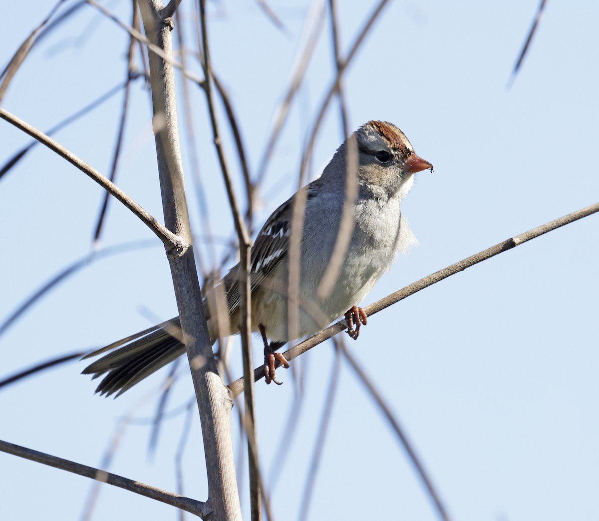 White-crowned Sparrow - ML627978120