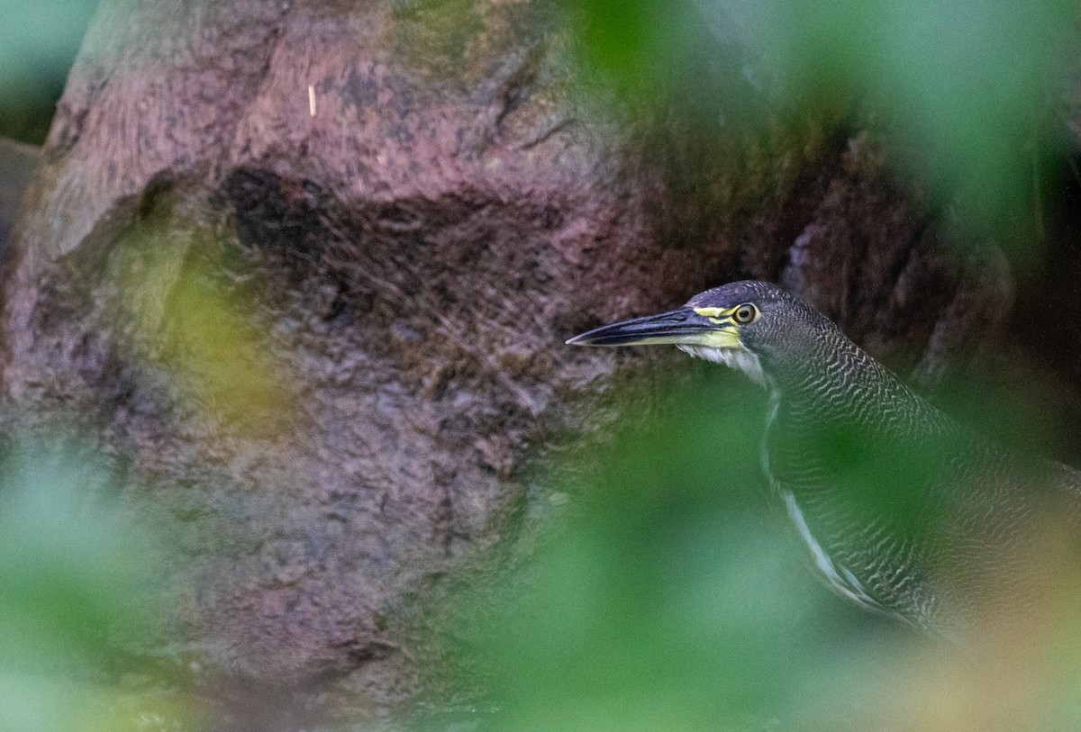 Fasciated Tiger-Heron - ML627978258