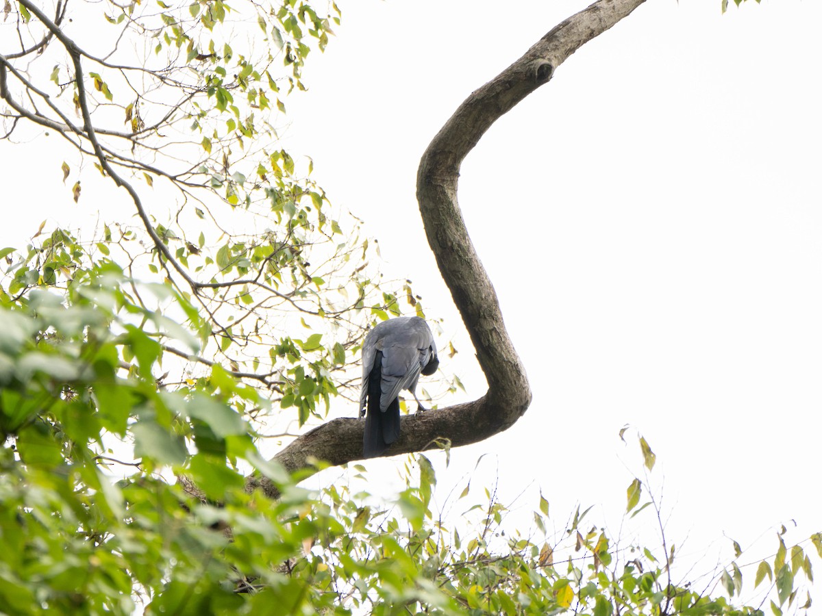 Large-billed Crow - ML627978501